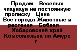 Продам.  Веселых чихуахуа на постоянную прописку › Цена ­ 8 000 - Все города Животные и растения » Собаки   . Хабаровский край,Комсомольск-на-Амуре г.